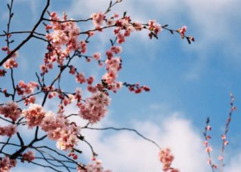 “Tənhalıq eynidir hər yerdə” – Cəlil CAVANŞİRDƏN haykular