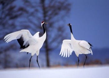 Durna adam – Təranə Vahidin hekayəsi